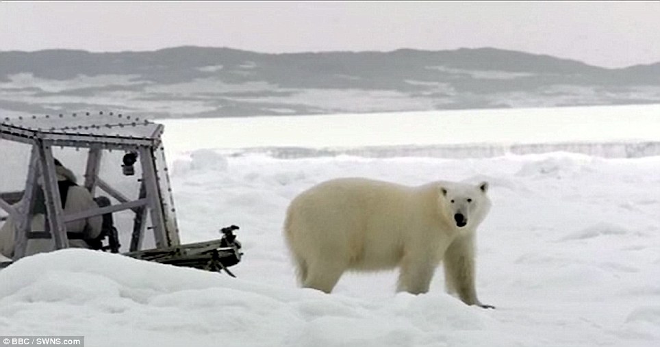 صور مذهلة! اتصال قريب بين مصور بريطاني ودب قطبي جوعان (11)