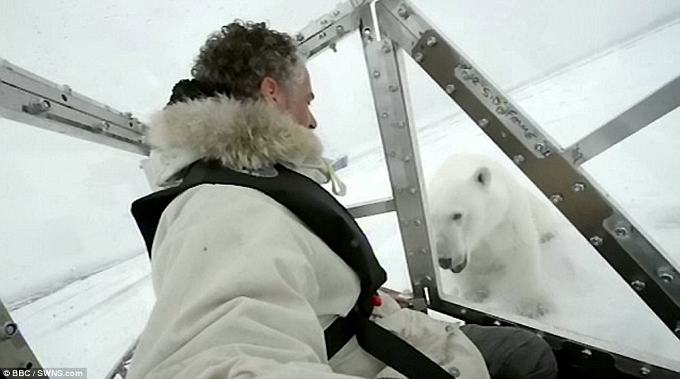 صور مذهلة! اتصال قريب بين مصور بريطاني ودب قطبي جوعان (9)