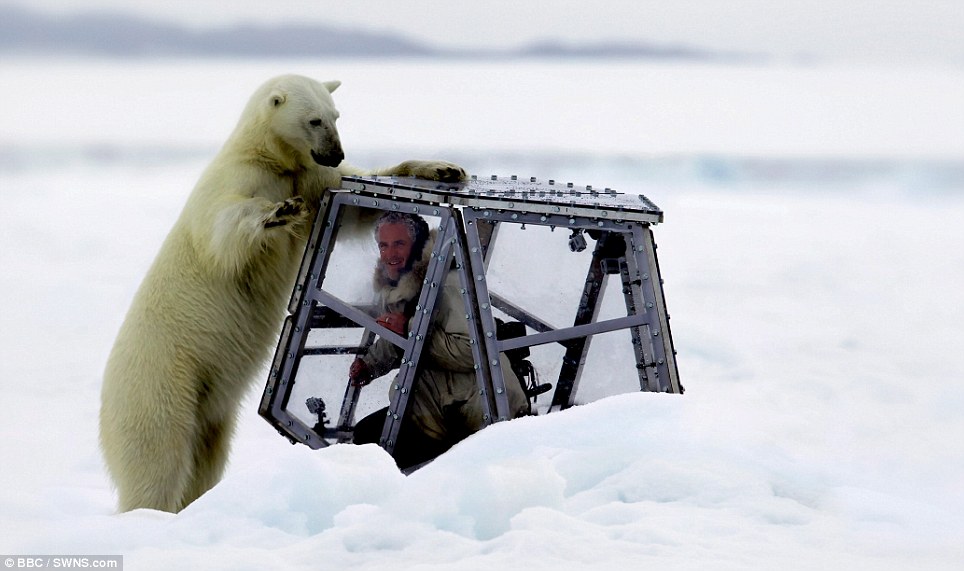 صور مذهلة! اتصال قريب بين مصور بريطاني ودب قطبي جوعان (8)