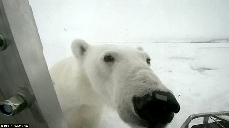 صور مذهلة! اتصال قريب بين مصور بريطاني ودب قطبي جوعان (5)