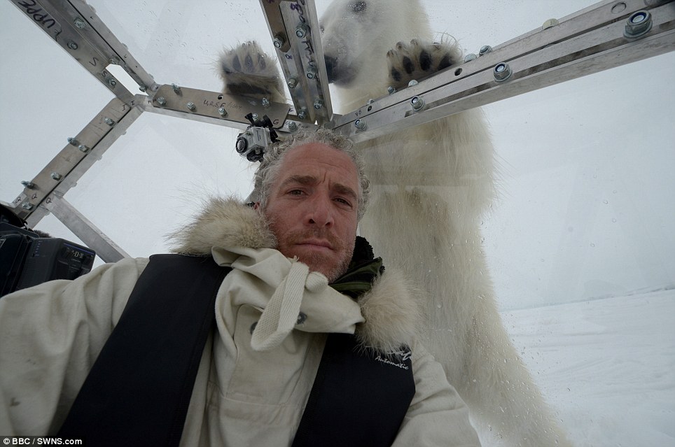 صور مذهلة! اتصال قريب بين مصور بريطاني ودب قطبي جوعان (4)