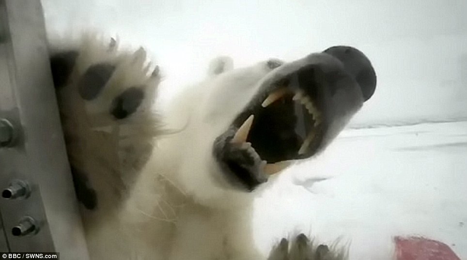 صور مذهلة! اتصال قريب بين مصور بريطاني ودب قطبي جوعان (3)