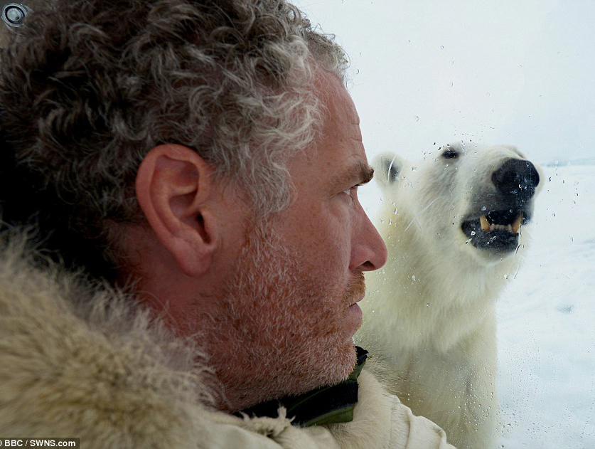 صور مذهلة! اتصال قريب بين مصور بريطاني ودب قطبي جوعان