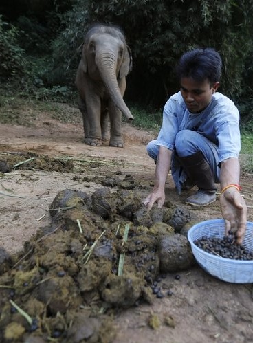 رفيق كنية انتبه على  تايلند: القهوة المصنوعة من فضلات الفيل، 1100 دولار للكيلوغرام الواحد <img  src=