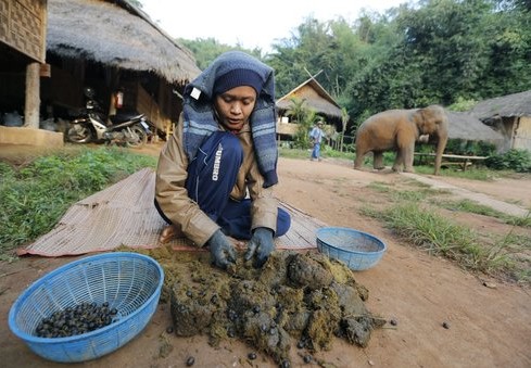 تايلند: القهوة المصنوعة من فضلات الفيل، 1100 دولار للكيلوغرام الواحد 