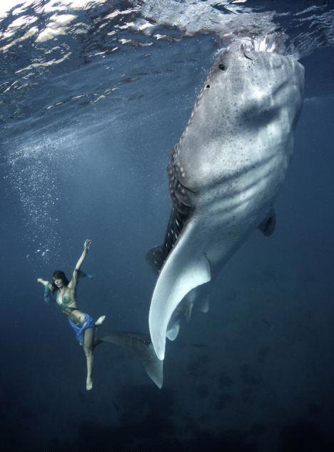 الجمال الخطير:رقص عارضة أزياء دولية مشهورة مع سمك القرش (4)