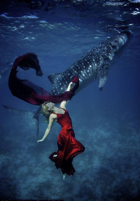 الجمال الخطير:رقص عارضة أزياء دولية مشهورة مع سمك القرش (3)