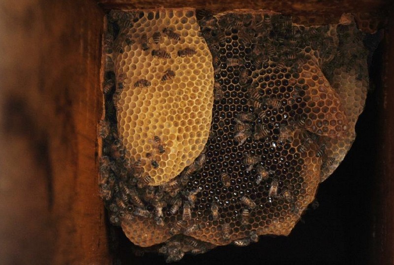 صناعة العسل في اليمن