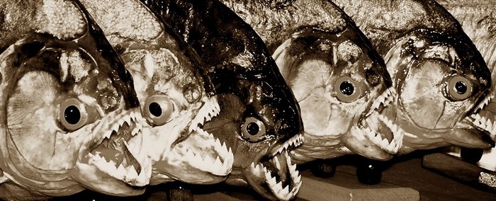  صور اسماك مخيفة مرعبة (18)