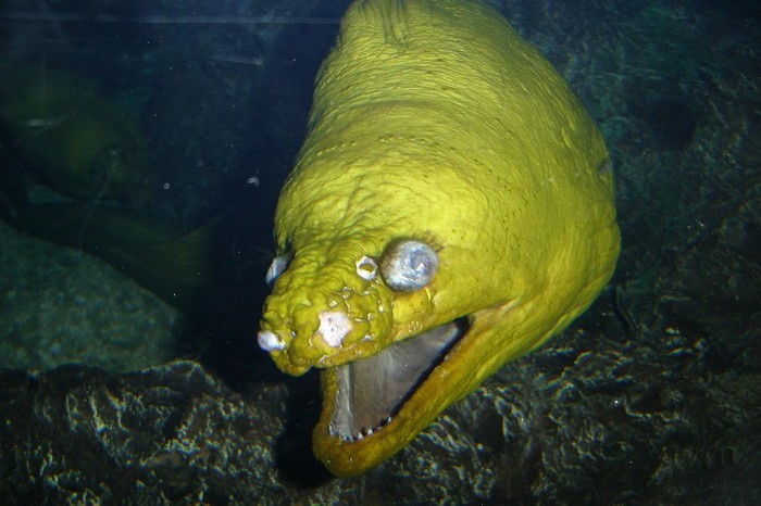  صور اسماك مخيفة مرعبة (10)