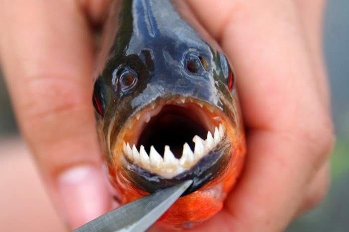  صور اسماك مخيفة مرعبة
