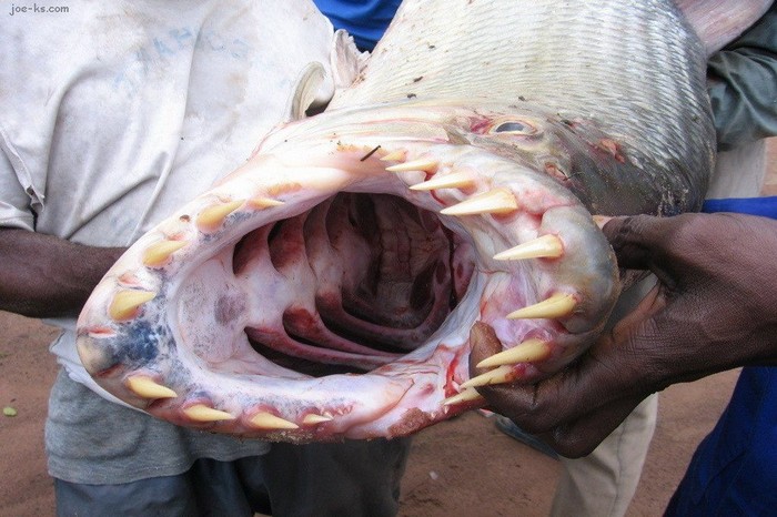  صور اسماك مخيفة مرعبة (3)