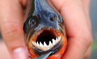  صور اسماك مخيفة مرعبة
