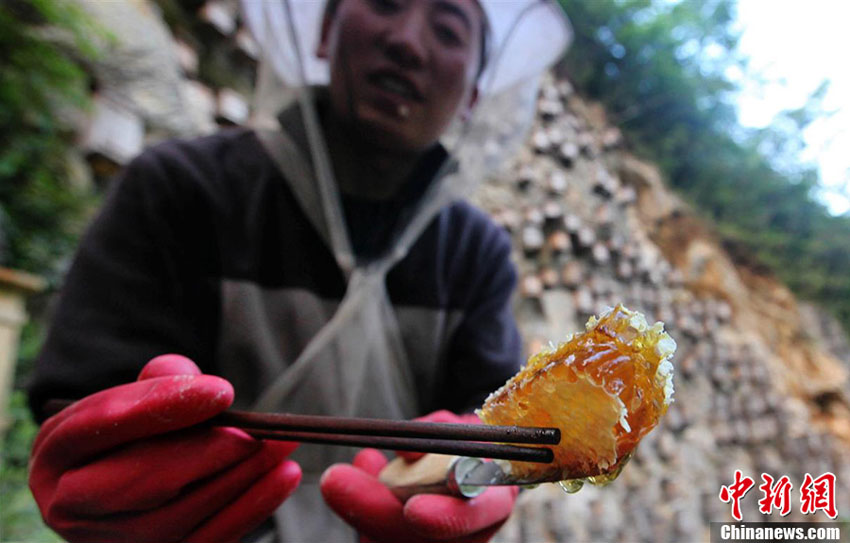 تربية النحل "بالتوابيت المعلقة" في شن نونغ جيا الصينية  (8)