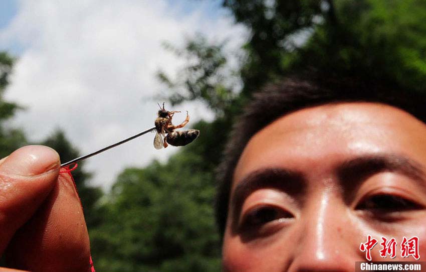 تربية النحل "بالتوابيت المعلقة" في شن نونغ جيا الصينية  (6)
