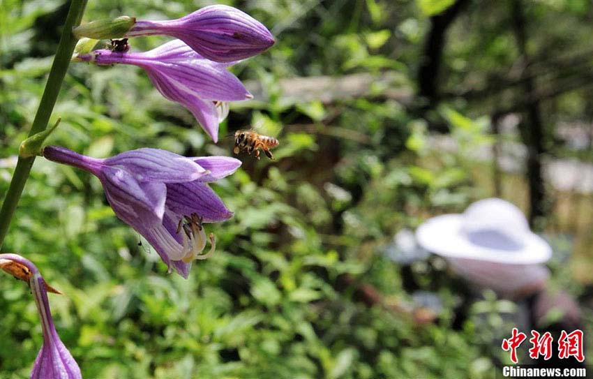 تربية النحل "بالتوابيت المعلقة" في شن نونغ جيا الصينية  (4)