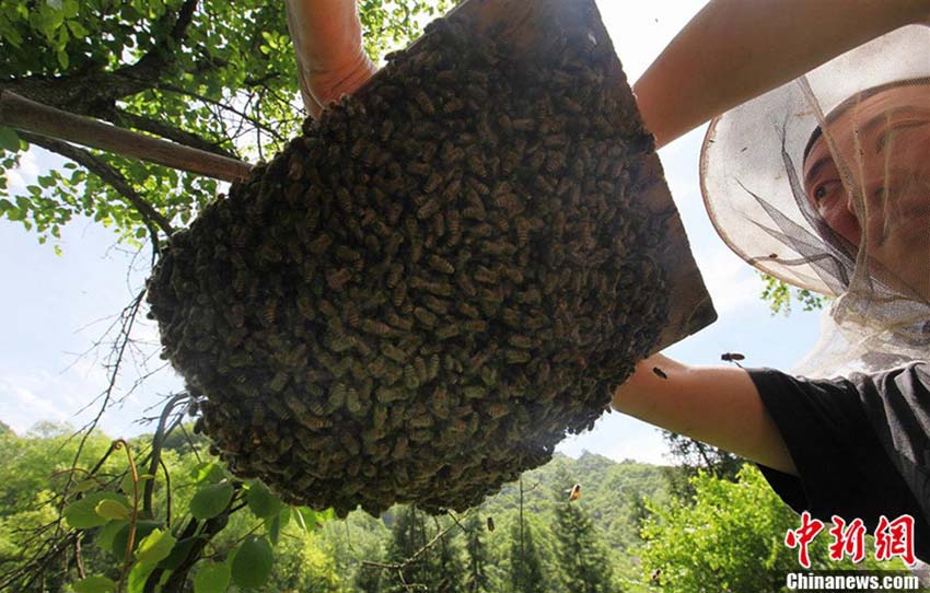 تربية النحل "بالتوابيت المعلقة" في شن نونغ جيا الصينية  (2)