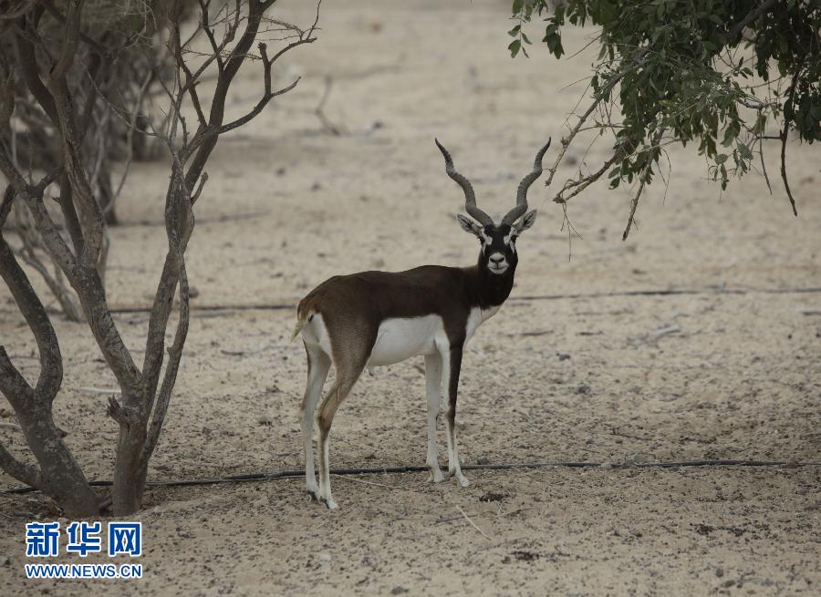 جزيرة صير بني ياس بالإمارات: فردوس الحيوانات البرية (5)