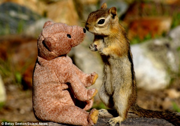 فأرة في حديقة بريطانية تغرم بدمية دب تيدي