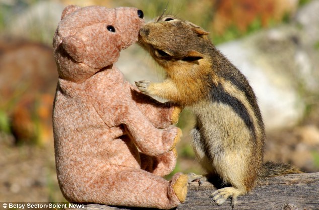 فأرة في حديقة بريطانية تغرم بدمية دب تيدي (3)