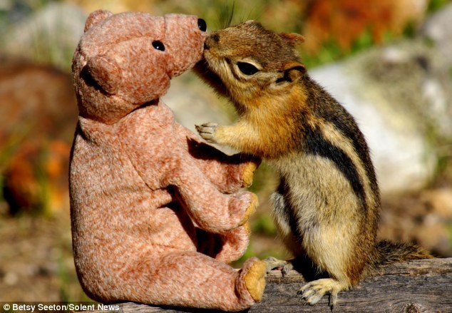 فأرة في حديقة بريطانية تغرم بدمية دب تيدي (4)
