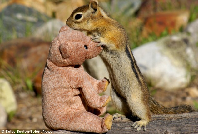 فأرة في حديقة بريطانية تغرم بدمية دب تيدي (2)