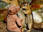فأرة في حديقة بريطانية تغرم بدمية دب تيدي
