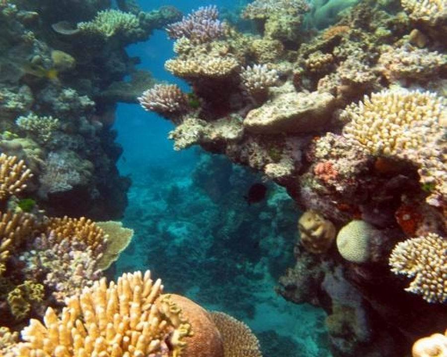 الحاجز المرجاني العظيم