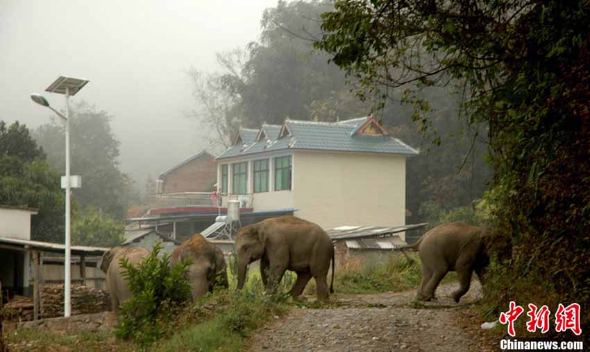 مجموعة من الأفيال البرية تقوم بهجوم على قرية بيوننان الصينية