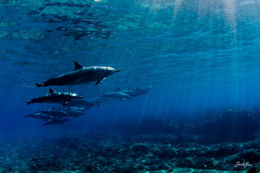 مصورة أمريكية تأخذ صورا مذهلة ورائعة تحت المياه  (17)