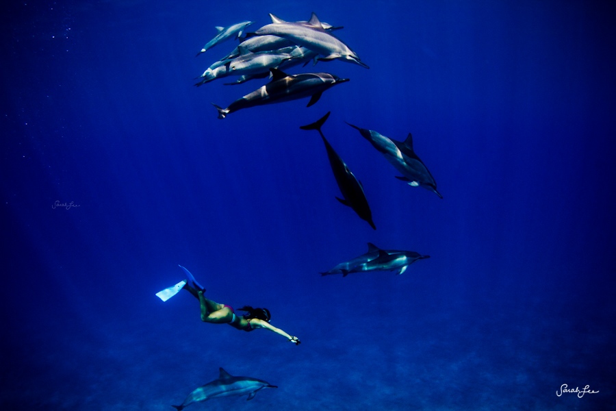 مصورة أمريكية تأخذ صورا مذهلة ورائعة تحت المياه  (15)