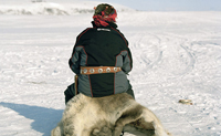 آخر السكان الأصليين بأوربا: الساميون الذين يعيشون في منطقة القطب الشمالي