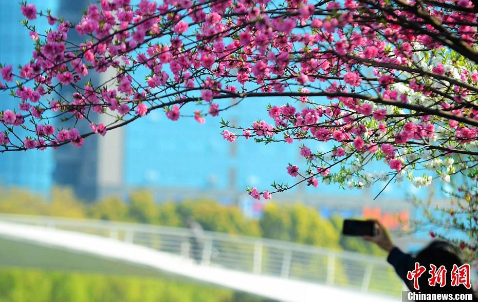 صور:الربيع أفضل فصل للتمتع بالمناظر الخلابة في مدينة يانغتشو  (6)