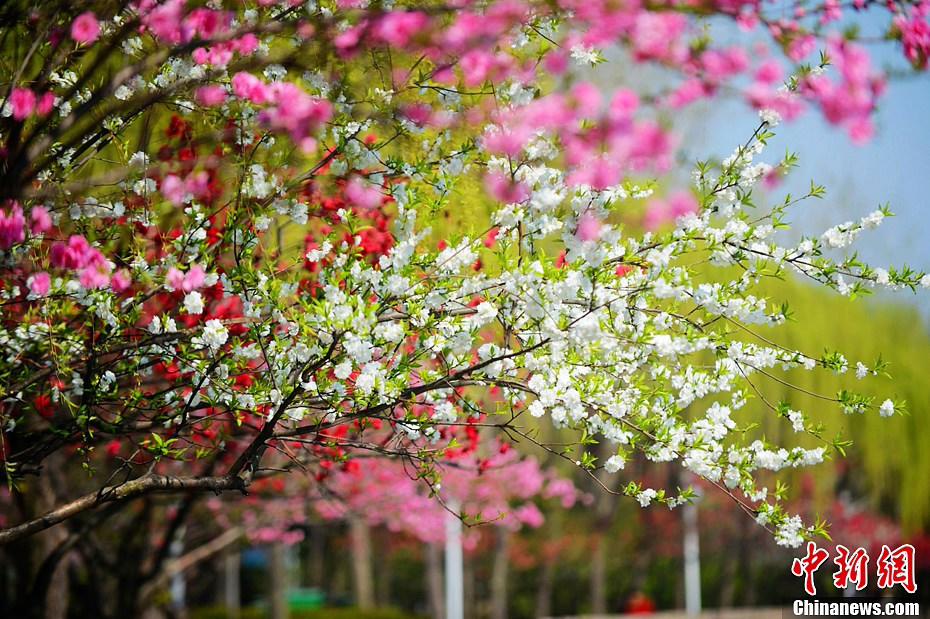 صور:الربيع أفضل فصل للتمتع بالمناظر الخلابة في مدينة يانغتشو  (5)