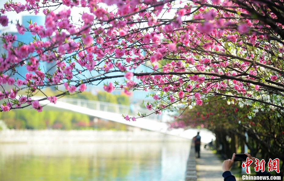 صور:الربيع أفضل فصل للتمتع بالمناظر الخلابة في مدينة يانغتشو  (3)