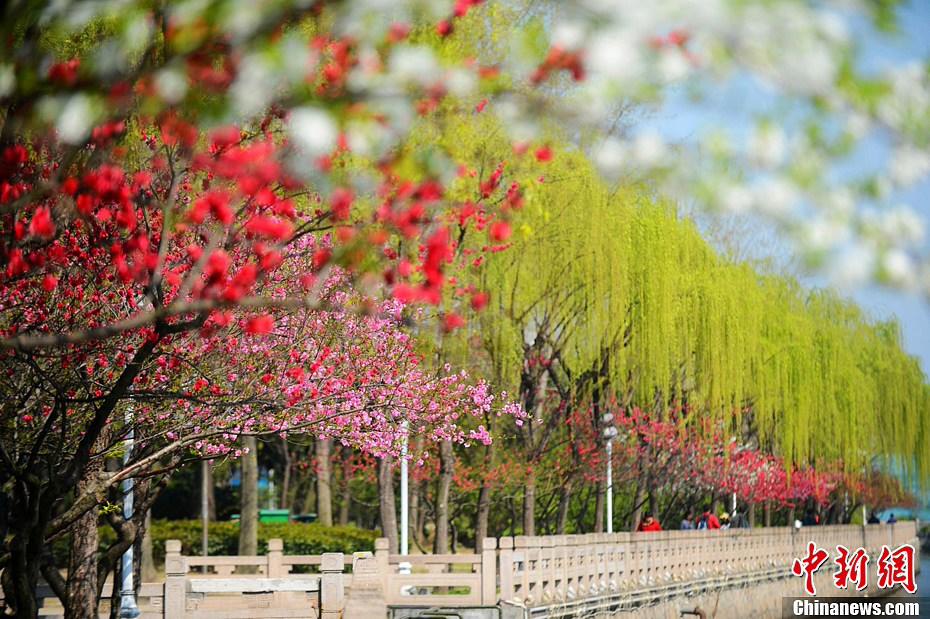صور:الربيع أفضل فصل للتمتع بالمناظر الخلابة في مدينة يانغتشو  (2)