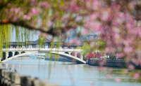 الربيع أفضل فصل للتمتع بالمناظر الخلابة في مدينة يانغتشو