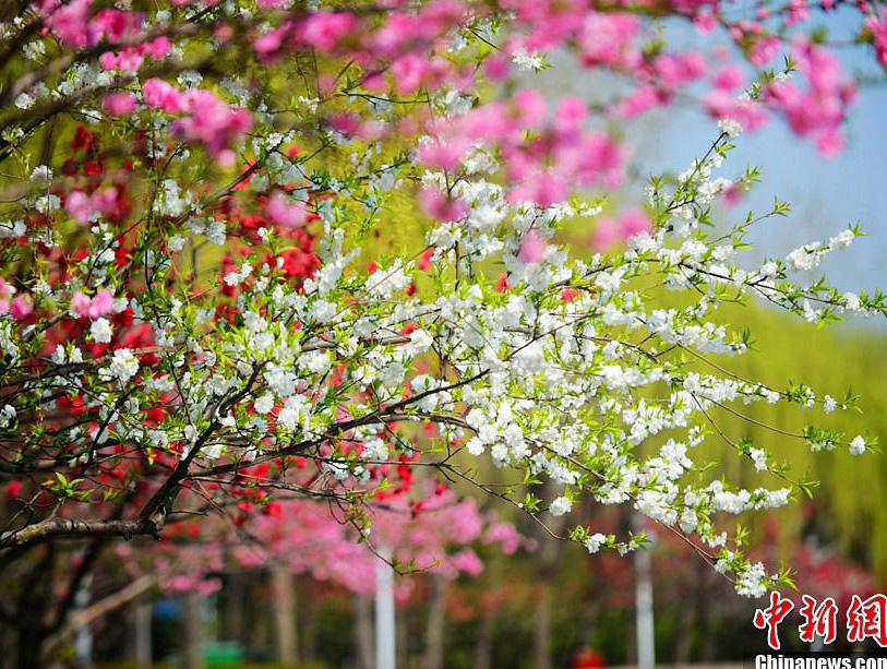 الربيع أفضل فصل للتمتع بالمناظر الخلابة في مدينة يانغتشو 