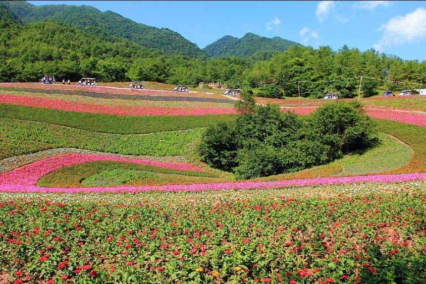 7، تونغ نان، مدينة تشونغتشينغموسم الإزهار: مارس – إبريلالمزايا: 169 نوعا و7 ألوان من زهور الكانولا.