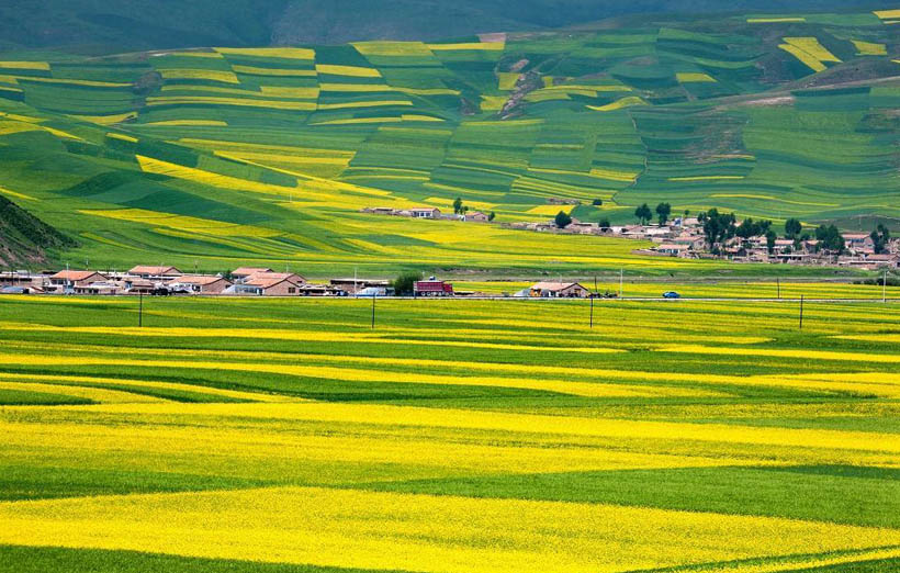 3، من يوان، مقاطعة تشينغهايموسم الإزهار: يوليو – أغسطسمزايا: حقول زهور الكانولا على الهضاب