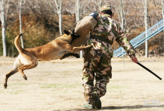 كلاب الشرطة هي الرفاق الأكثر ولاءا وشجاعة للجنود 
