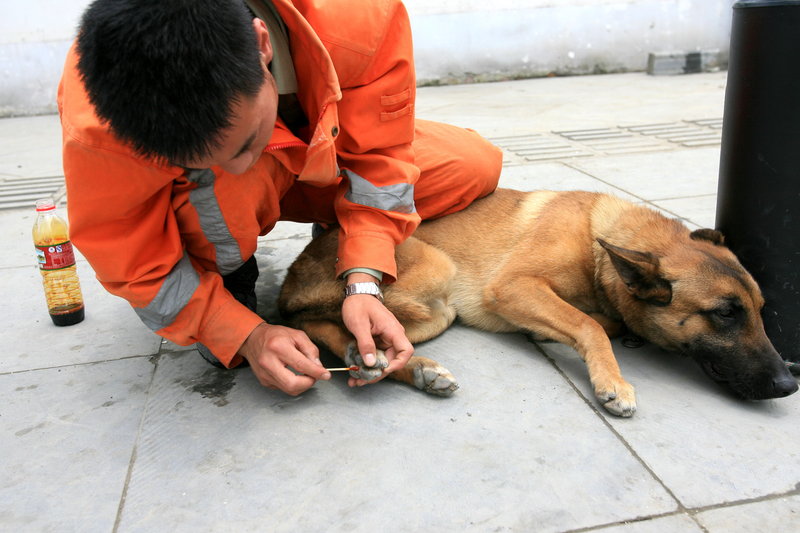 "ملاك الأطلال " كلاب الإنقاذ: العثور على الحياة في الأنقاض  (4)