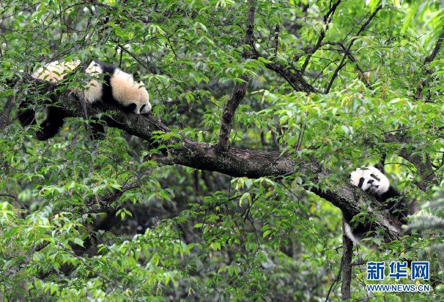 حيوانات البندا العملاقة في المنطقة المنكوبة بسيتشوان في صحة جيدة  (6)