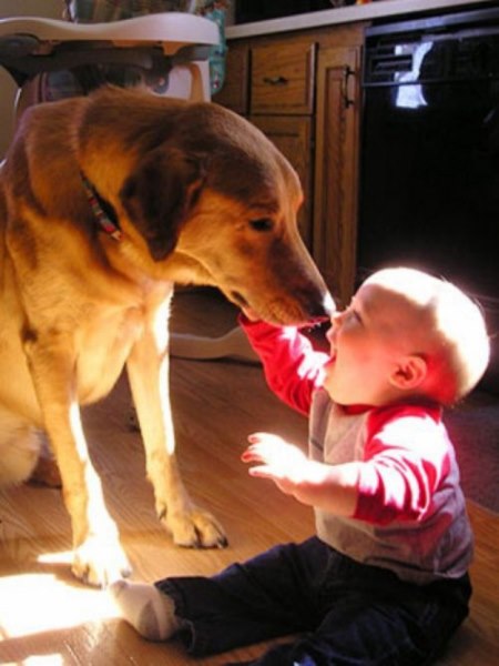 صور دافئة :الكلاب ترافق الأطفال فى مرحلة طفولتهم (2)