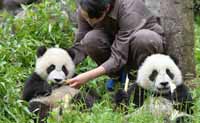 حيوانات البندا العملاقة في المنطقة المنكوبة بسيتشوان في صحة جيدة 