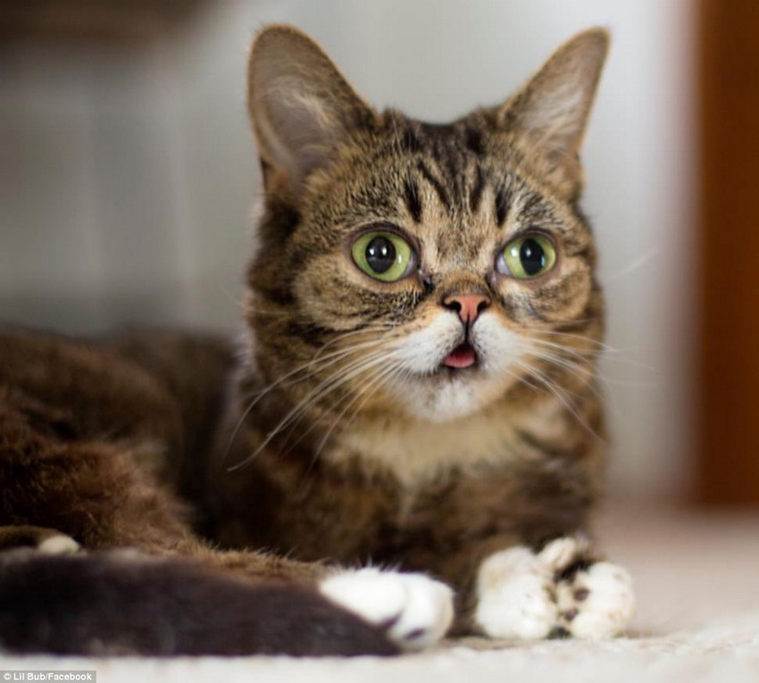 صور:القط الأكثر حبا فى العالم  له أكثر من مليون هاو على الانترنت  (2)
