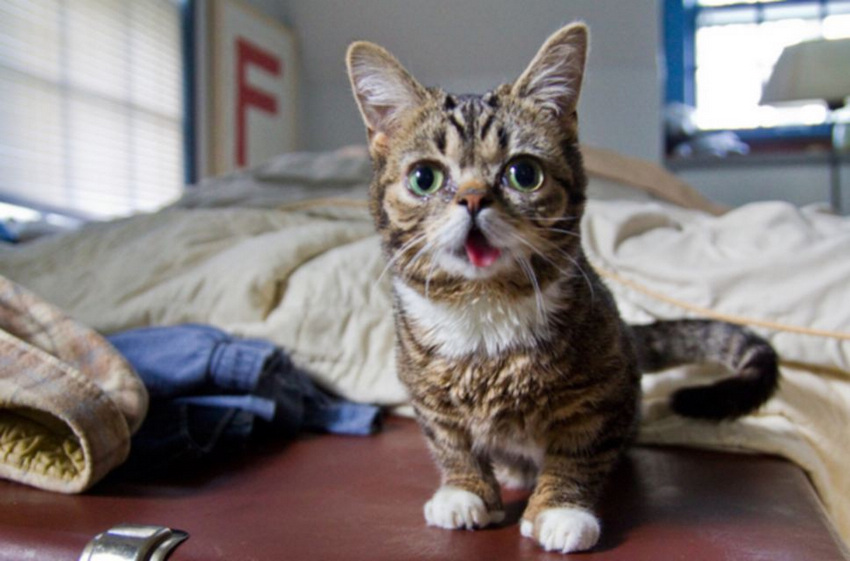 صور:القط الأكثر حبا فى العالم  له أكثر من مليون هاو على الانترنت  (5)