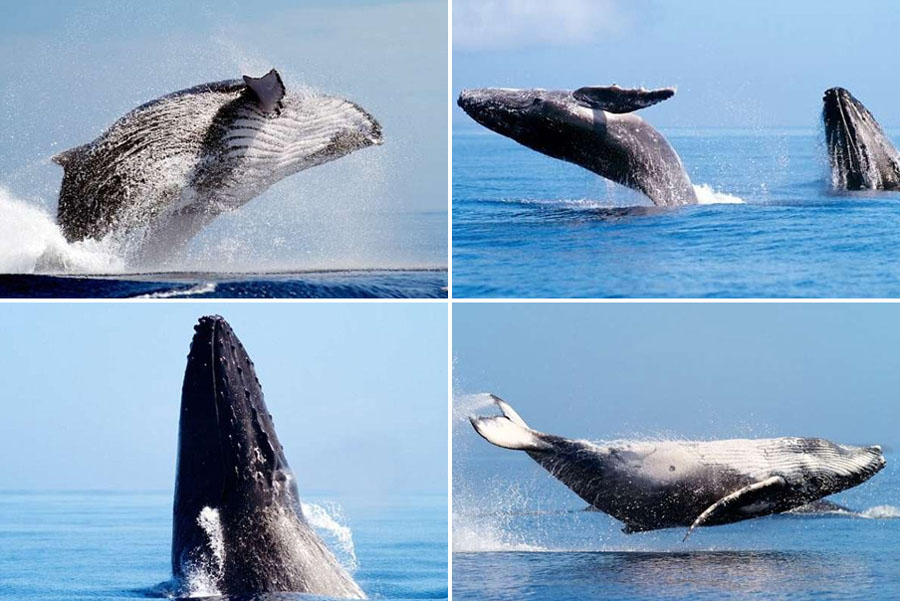 المصور يسبح مع الحيتان الحدياء ل90 دقيقة تحت الماء لالتقاط مشاهد المدهشة.