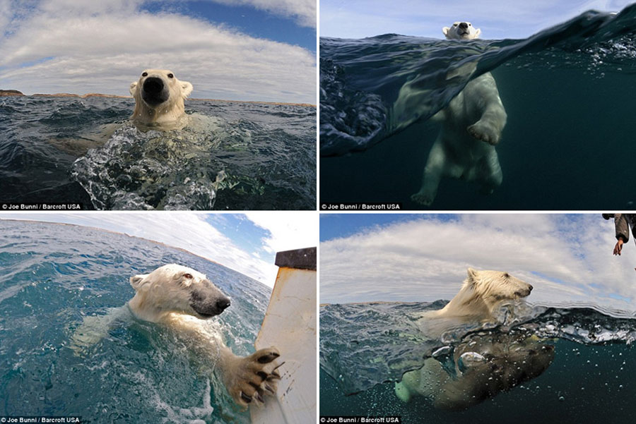 مصور فرنسي يتعرض لهجوم الدب أثناء التقاط صور الدب القطبي.   