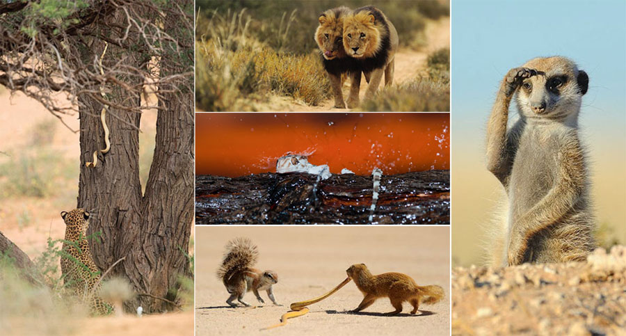 مصور يختفي لمدة ثمانمائة يوم لالتقاط لحظات الحيوانات البرية الرائعة. 